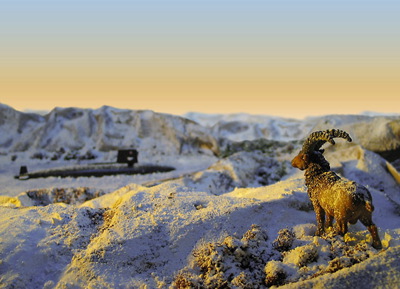 tierfoto_franken_01_bock.jpg