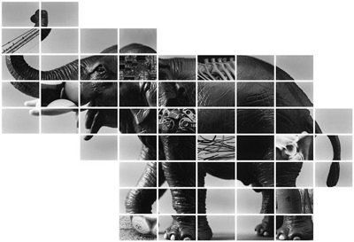tierfoto_kopper_01_elefant.jpg