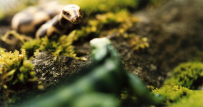 tierfoto_nam_01.jpg