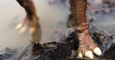 tierfoto_nam_02.jpg