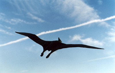 tierfoto_nam_04.jpg
